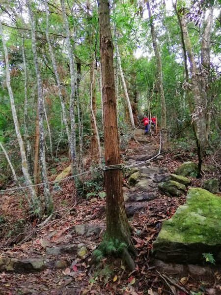 【台中。和平】谷關七雄入門款。 唐麻丹山874522