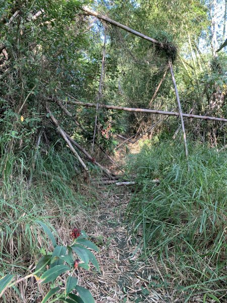 20251115台南南庄山2938064