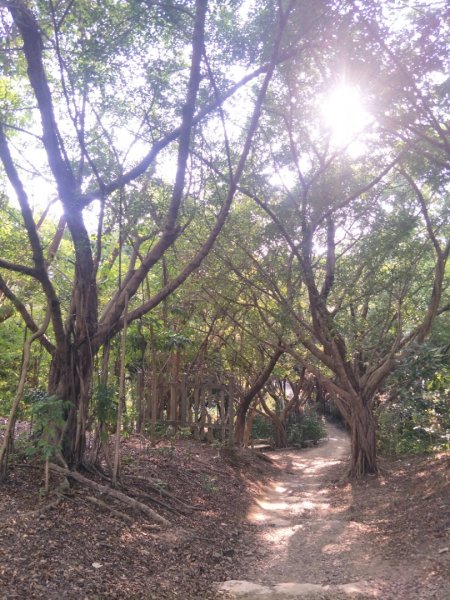 鳳凰山步道1518215