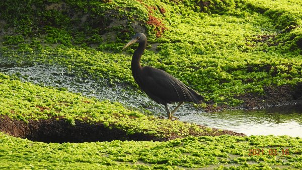 1再度山海GO龜島曉日>忘憂谷>茶壺半屏山 2北海岸1308779