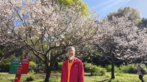 #中山樓 #陽明公園 #十八份 #吉野櫻 #墨染櫻（花葉同開/右側/左側大寒櫻） 3/113013193