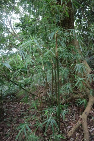 〔北投〕中正山，大屯山系 必訪步道2275005