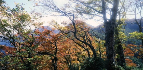 【新聞】太平山國家森林遊樂區自10月15日上午6時起恢復開園 台灣山毛櫸步道於10月21日重新開放