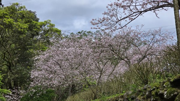搭公車下車即抵達，台北市賞櫻最後一波，橘咖啡及內厝溪櫻木花廊的吉野櫻即將大爆發，要去要快，大崎頭步道2734712
