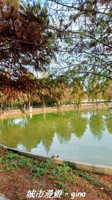 【南投名間】欣美創意園區~落羽松2968344