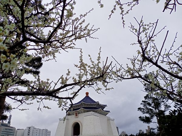 自由廣場、國家戲劇院、國家音樂廳、中正紀念堂、內湖瑞陽公園【齊心鞋力尋寶去】1995406