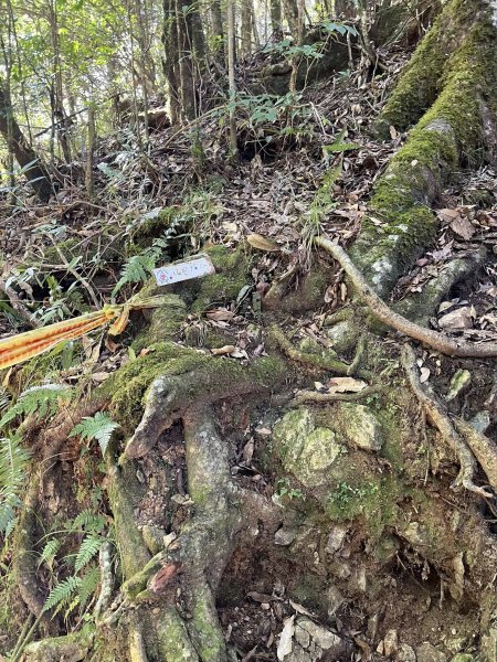 雪見大板根2959281