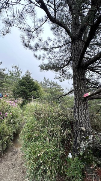 風雨中完成合歡北峰登頂2515341