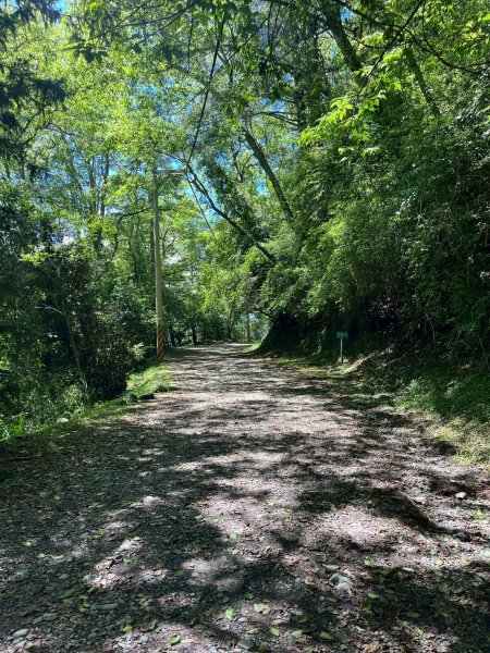 新竹 五峰 觀霧國家森林遊樂區 大鹿林道西線 榛山步道2811375