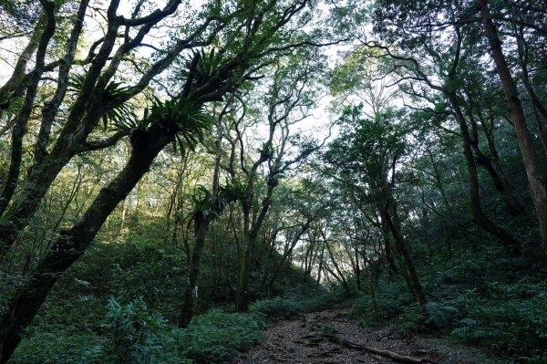新北 烏來 美鹿山、高腰山、拔刀爾山、小巫山2703495