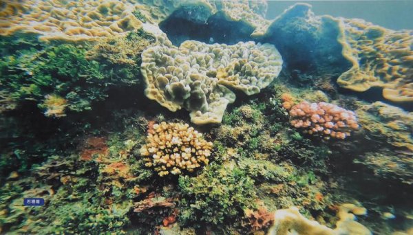 【環境】花蓮新社部落主動維護海洋生態 潛水觀察珊瑚魚群