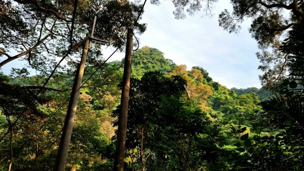 桃園金面山，金山面山，五酒桶山，南崁山，山鼻山，營盤坑古道，乳姑山，平遍山，赤柯山縱走東獅頭山1787248