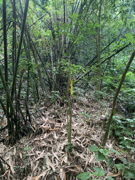 20250929台南草坪埔山-牛息山-竹腳湖山西北峰2899775