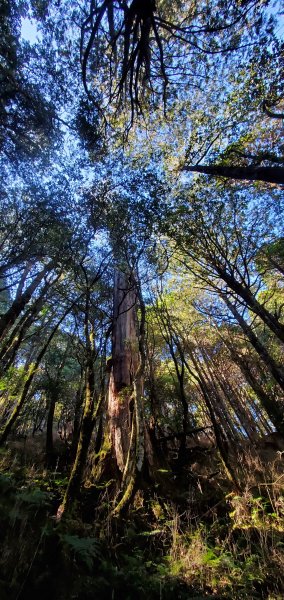 谷關七雄老大-八仙山 聖誕節大台中APP完登谷關七雄第二輪1972073