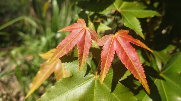 春天鮮綠的呢喃基隆荖寮坑古道上望古山登五分山O型2747318