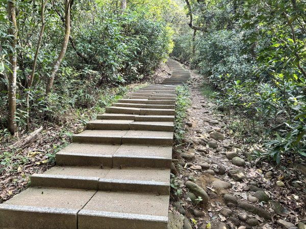 羊稠森林步道3020903