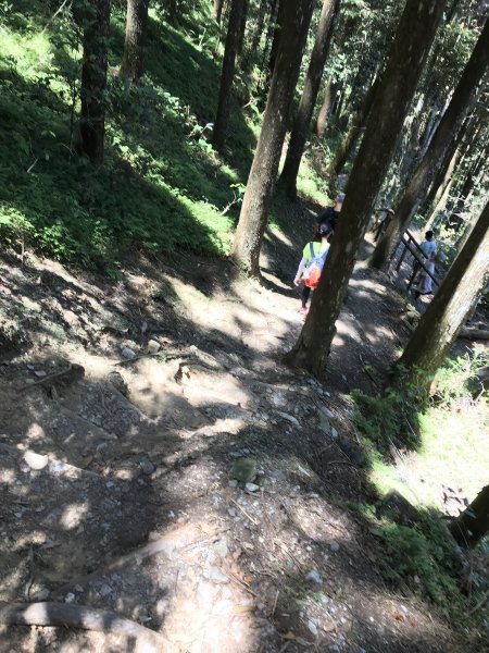 110年5月16日高雄   藤枝國家森林遊樂區1456935