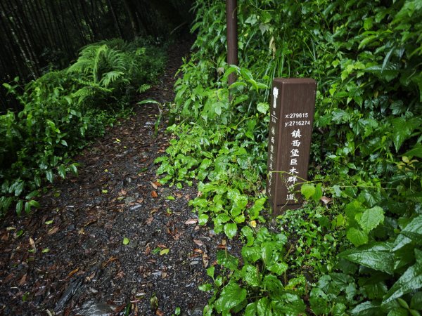 2025_0525 鎮西堡巨木群步道（B區）2797697