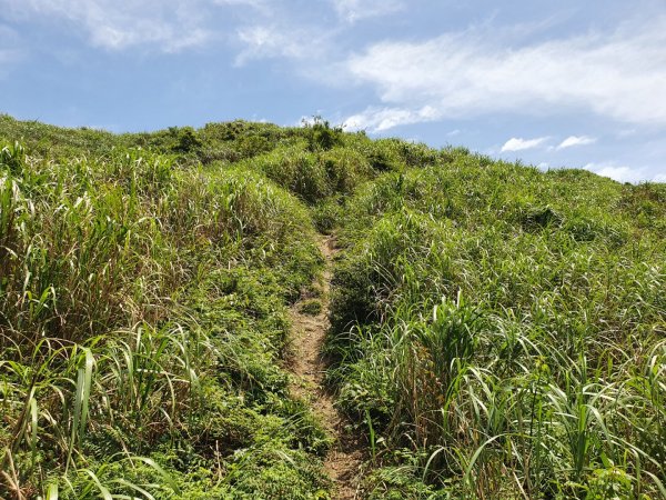 燦光寮登山步道1368648