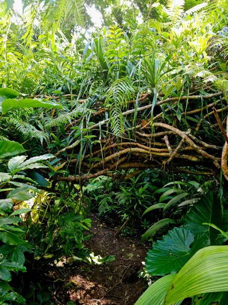 紅頭山-小百岳#97-台東縣蘭嶼鄉2901060