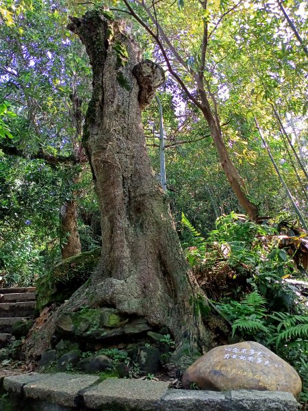 【南山神壽任務尋寶趣】國際化的象山親山步道1596474