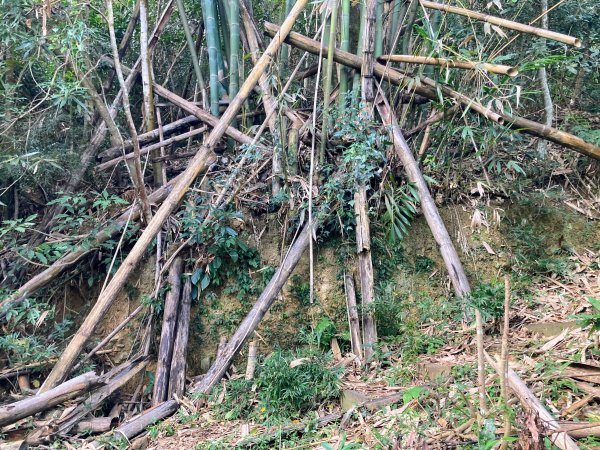 後尖山步道2683561