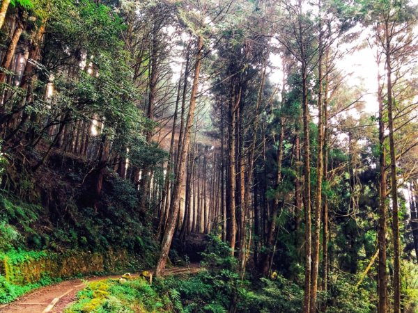 一路風景變化的美麗特富野古道557411