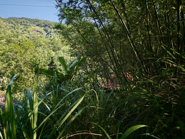 [淡蘭古道] 2026_0614 南路第二段_倒照湖山步道3096906