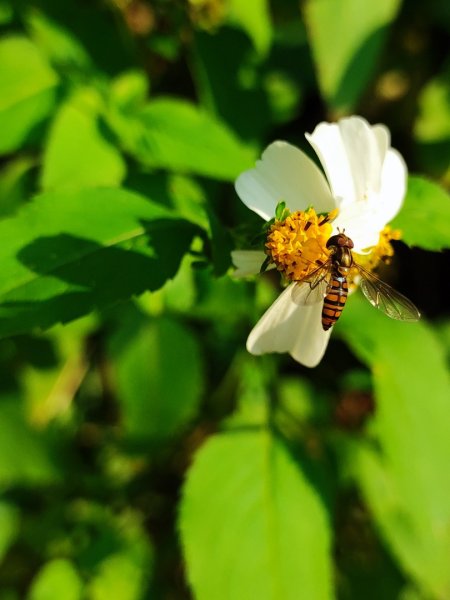 龍洞灣岬步道-蚊子坑山-北勢坑古道2981945