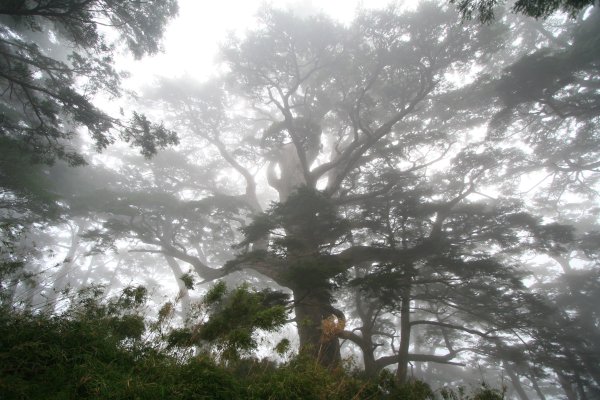 高雄 桃源 台東 海端 庫哈諾辛山 關山嶺山2832194