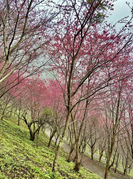 賞花順撿永興村、大車路    2024/01/242410035