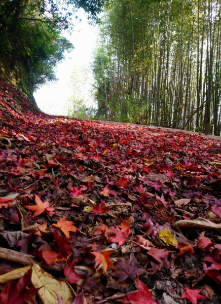 李崠山、泰平山、馬望僧侶山O走1211272