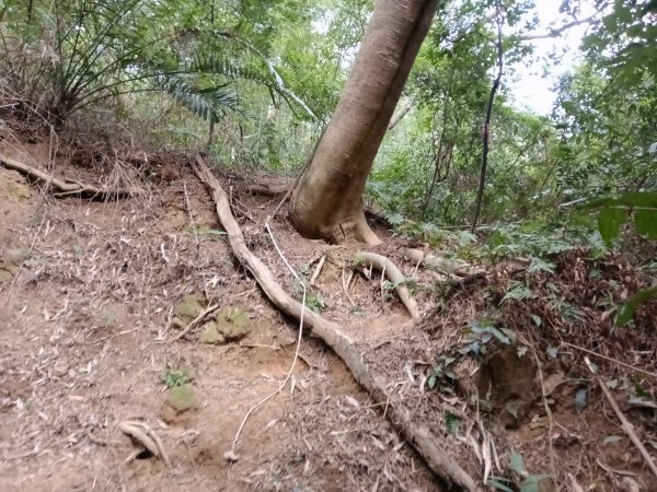 寶山鄉寶山水庫(寶山東峰+中峰+中西峰+西峰+西北峰)+尖山O型3012563