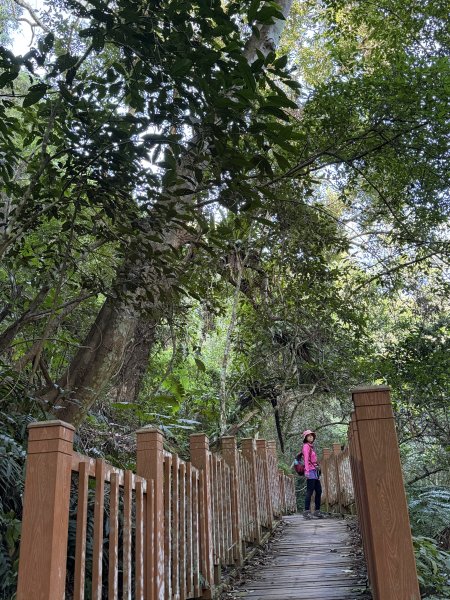 鳴鳳山-錫隘古道大O繞-202601252991406