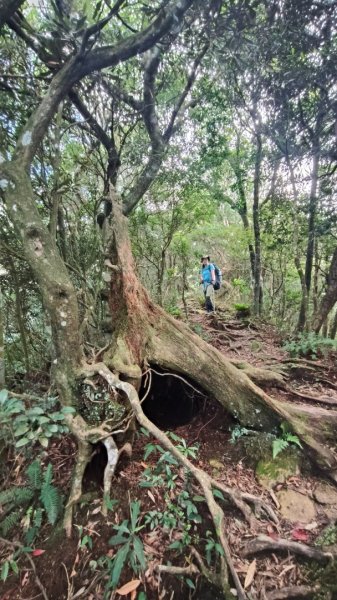 外鳥嘴蓮包山O縱2893194