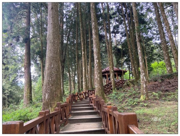 阿里山神木群棧道2771579