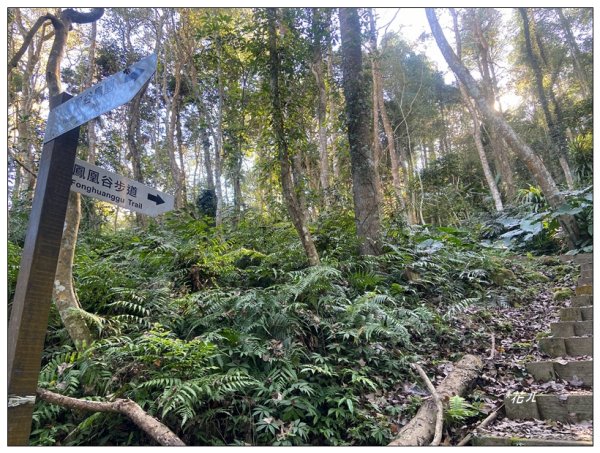 鳳凰谷步道(鹿谷鄉)2690438