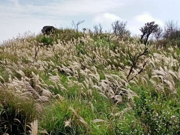 樂活遨遊坪頂古圳步道→荷蘭古道→高頂山→北五指山→頂山→風櫃嘴→天溪園→聖人橋1509479