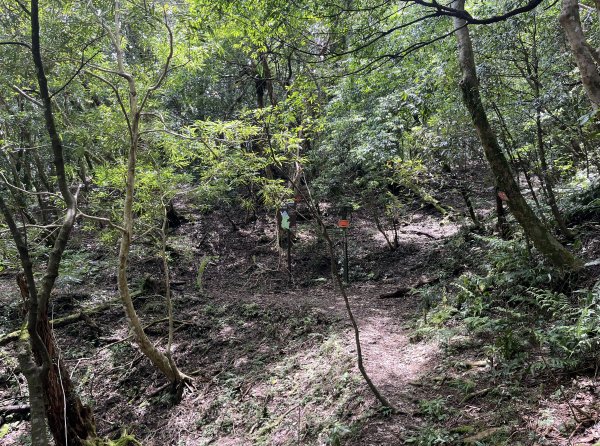 2025_0601 北插天山2802347