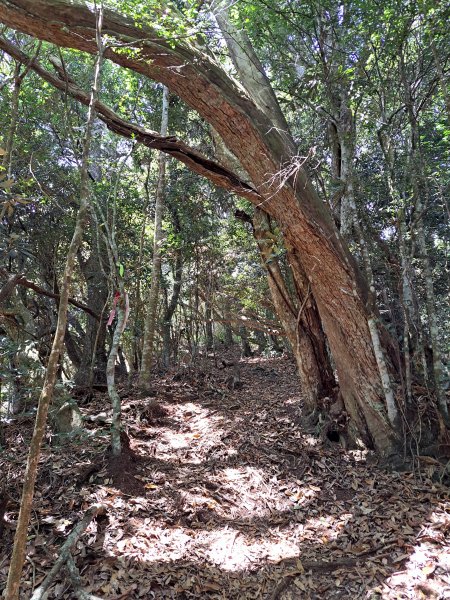 小出山(惠蓀林場上)202304162118337