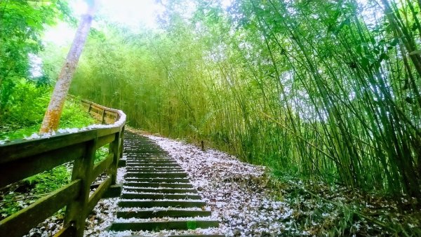 十二寮登山步道937535