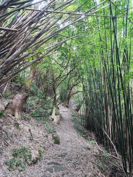 環七星山人車分道步道-陽金公路段 - 走遍陽明山尋寶任務2255035