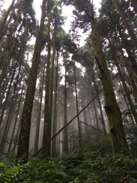 1070728南庄向天湖山O型路線373466