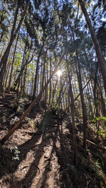 【中級山】五星級步道，谷關七雄馬崙山3012190