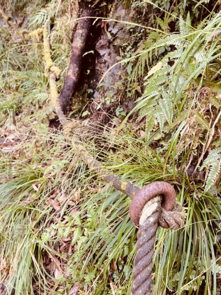 山車廣山.福巴越嶺O-神木群-水晶蘭-根結蘭2756245