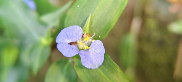 微距下的馬胎古道-2025/10/26