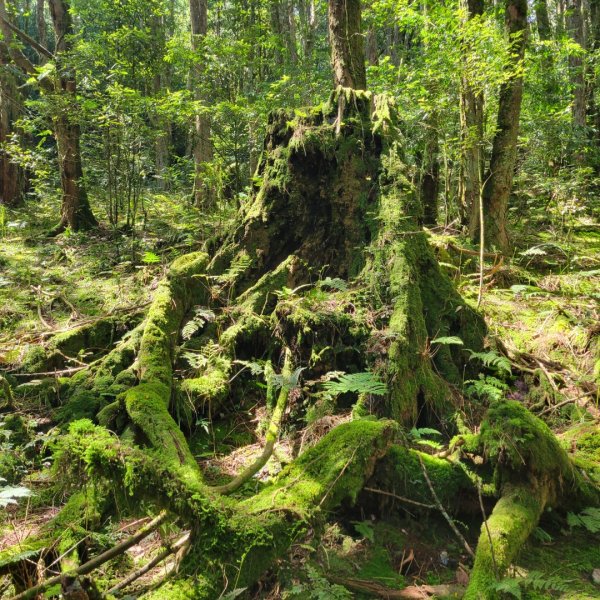 稍來山（小百岳）2543568