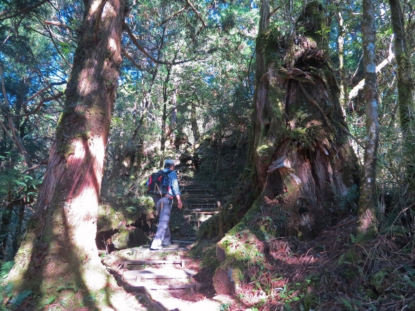 太平山檜木原始林→鐵杉林步道P型261433