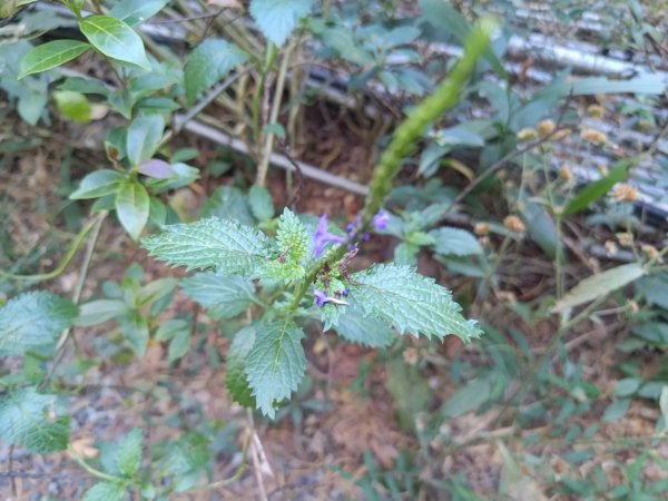 盆貿里山三盆連走2749532