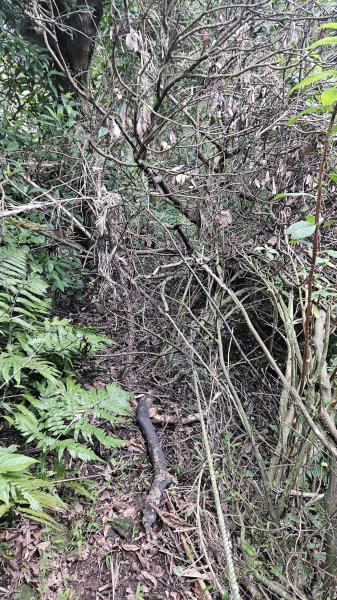 20260211庚子坪溫泉-赤石六山2997593